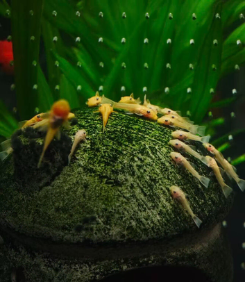 Golden Bristlenose Pleco L144 Lemon for Sale (from my hobby tank) &ndash; Various Sizes