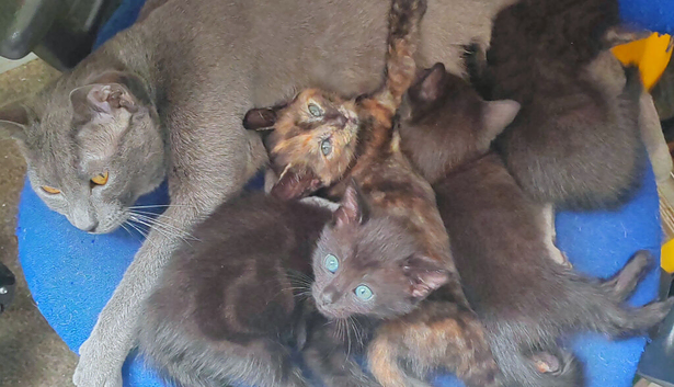 5 mixed British shorthair kittens looking for home