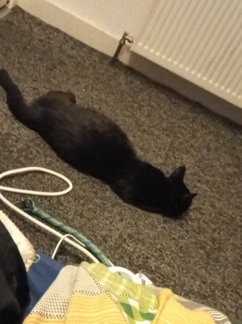 Kittens for sale