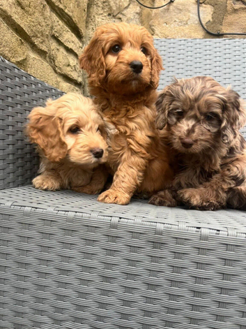 F1 cockapoo puppies