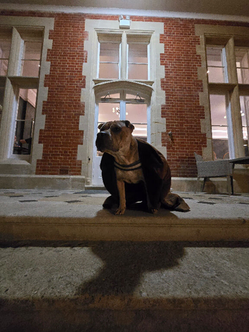 Shar-Pei x Pocket Bully 4 year old stud