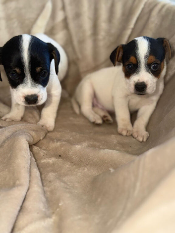 Stunning boy jack Russell pup