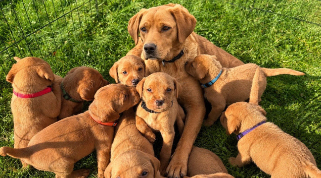 KC FOX RED LABRADOR PUPPIES