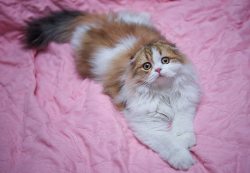 Scottish fold longhair boy