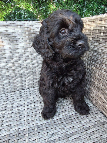 Last 3 Gorgeous playful labradoodle puppys. Ready Now.