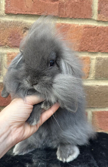 beautiful single mane vaccinated boy