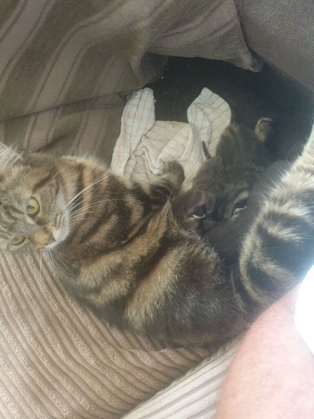 1 Kittens Available.Please read ad