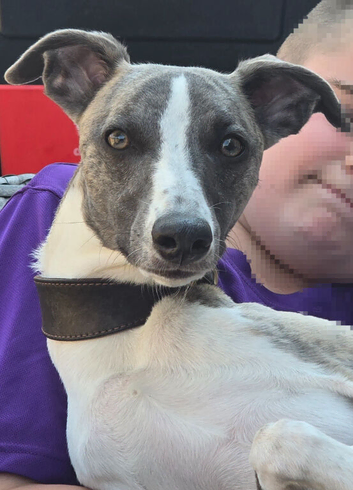 KC reg male whippet