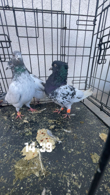 I have three Highflyer for sale