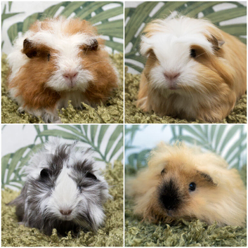 Long Haired Baby Guinea Pigs in Roche Cornwall