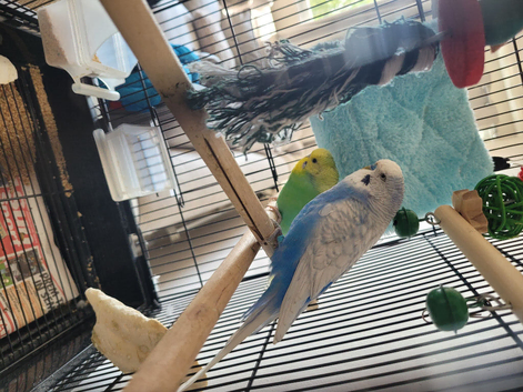 2 budgies plus cage ect