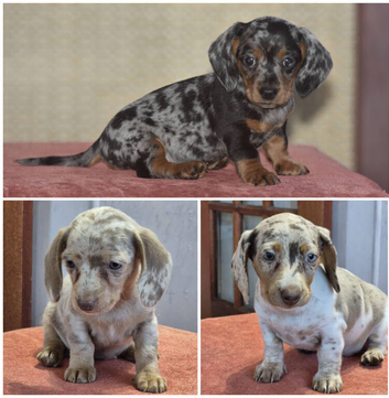 Ready to leave - Adorable dachshund cross pups