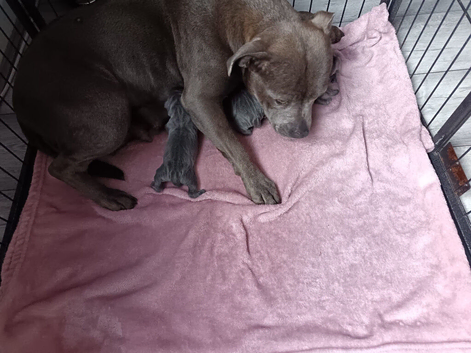 Blue Staffy pups