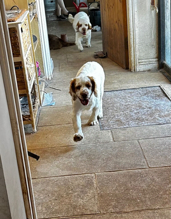New homes wanted for Kc Clumber Spaniels