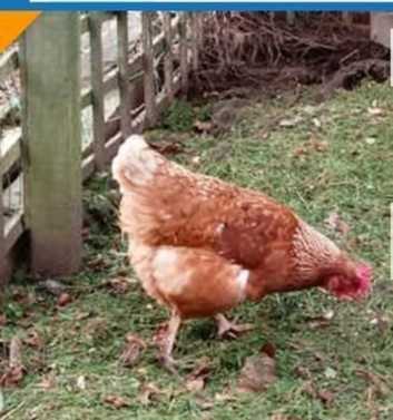 Hens - Point of Lay Lohman -  Excellent  brown egg layers