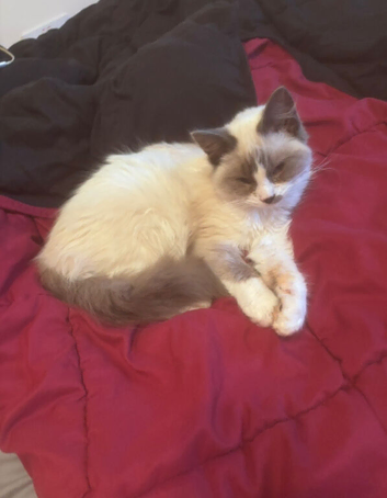 Ragdoll pure breed bicolour male kitten