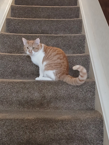 lovely 1-year-old male mixed-breed cat!