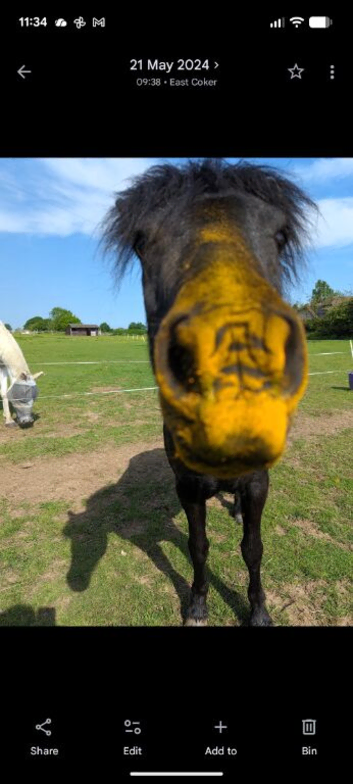 Space available for ponies/small horse to share 1.5 acre paddock
