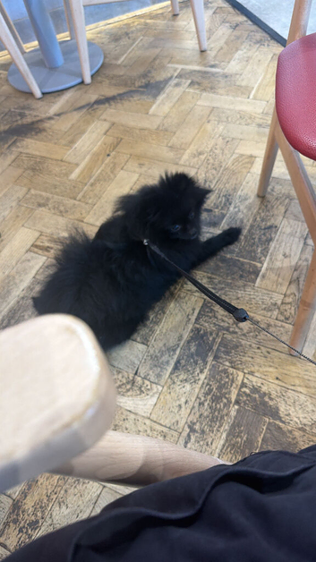 Puppies