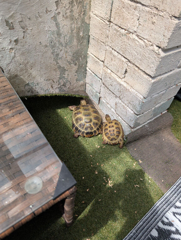 2x horsfield tortoises