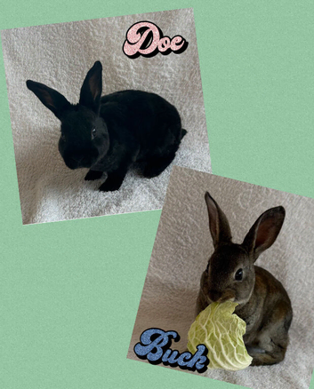 Rex Standard Rabbit, Bunnies, Kits available