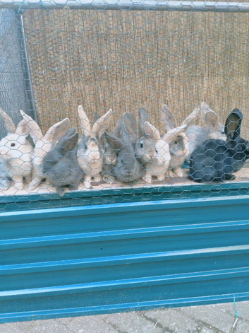 Pure breeds
