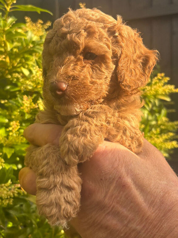 Miniature Poodle puppy's