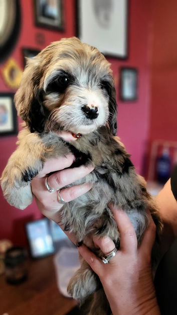 Cockapoo puppy's