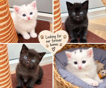 Beautiful kitten (8 Weeks in 26/10/2026)