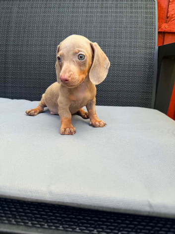 Miniature dachshund