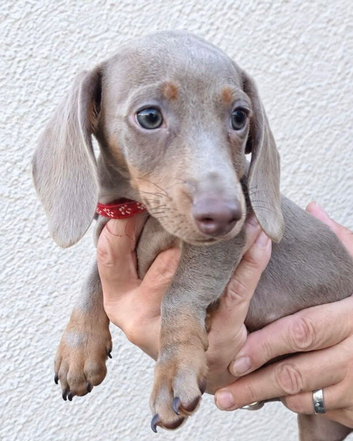 Miniature dachshunds health clear