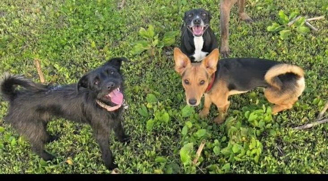 3 girls and 1 boy Paterdale Terriers for sale