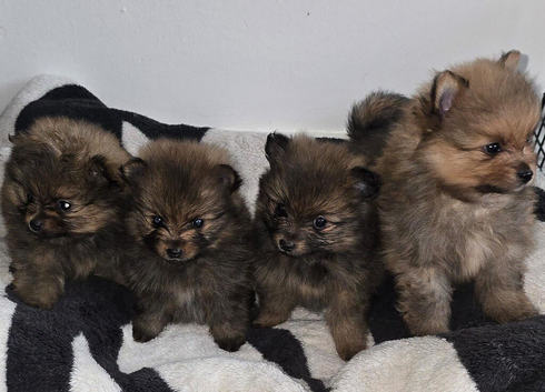 Beautiful Pomeranian Puppies