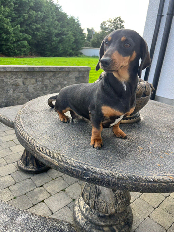 Female Black and Tan dachshund