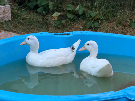 Call Ducks