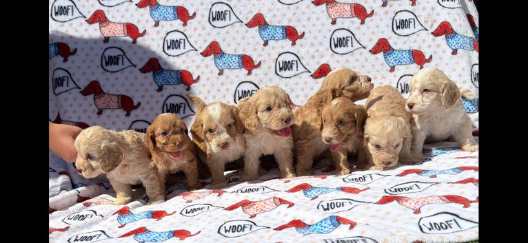F1 Cockerpoo puppies