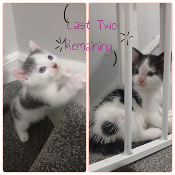 Last Two Kittens Need Loving Homes