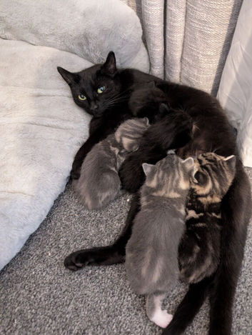Kittens