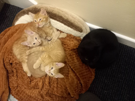 Bengal Kittens