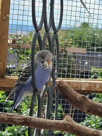 Mauve/purple budgie