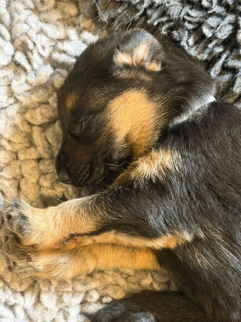 Gorgeous pedigree German Shepherd Puppies