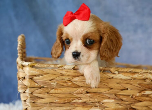 Cavalier King Charles Spaniel Puppies