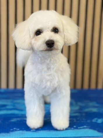 Beautiful 7 month old bichon Frise female