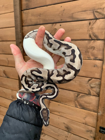 Ball pythons Mj axanthic lighting pied