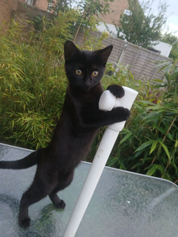 One Girl 12 Week Old Kitten