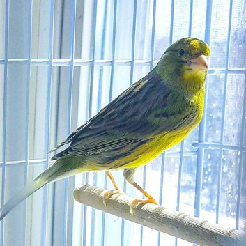 Spanish timbrado canary