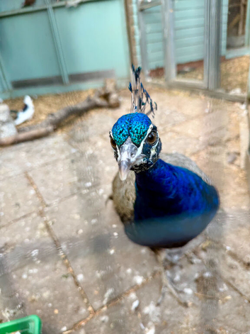 Gorgeous Peacock for sale