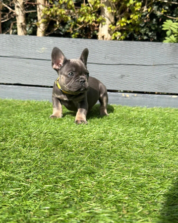 French bulldog