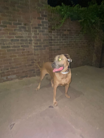 Very lovely Dog sad to see you go