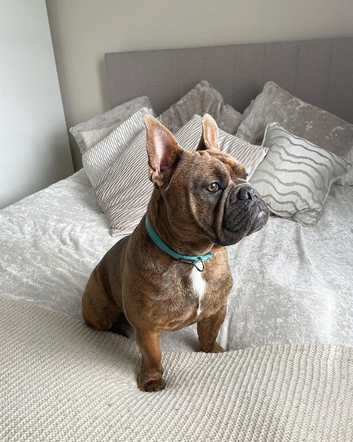 English bull dog cross with a frenchie